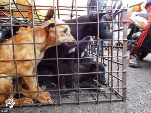 揭露印尼狗肉市场 90 的狗为被盗宠物 它们被棍打火烤致死 