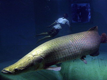 全球吓死人的巨型鱼类 日本金枪鱼一条1100万元 