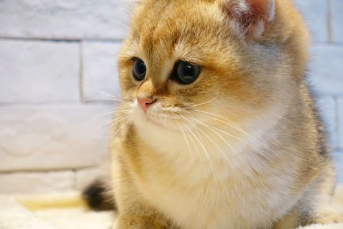 绊运猫舍 橘猫要养多久才会亲人,橘猫喜欢吃什么东西