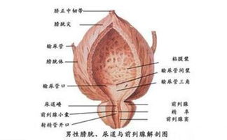 前列腺增生和肥大是一回事吗