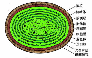 黑藻是真核还是原核细胞生物,在蓝藻和黑藻细胞中，都含有的细胞器是