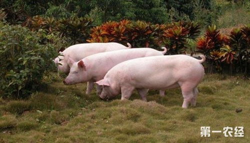 夏季大约克猪养殖管理4个注意事项,夏天猪圈热猪受不了怎么办