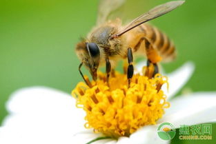 蜜蜂寒冬死亡原因 如何减少蜜蜂冬季死亡