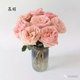 抨击少女心的20款粉色系玫瑰,浪漫整个夏天