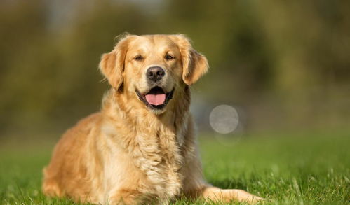 网友选出的10种最美丽狗狗品种,快看看你家养了哪种