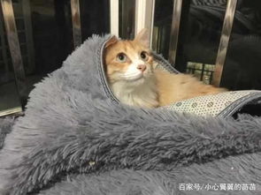 为什么养猫咪的人晚上都要给睡觉的宠物盖被子,猫咪真的冷吗