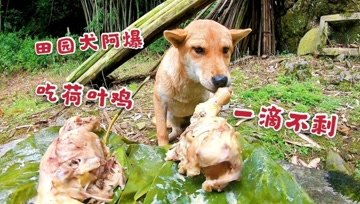 田园犬巡游记的个人频道 