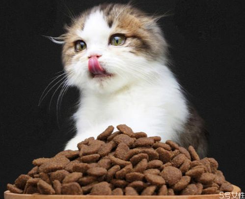 猫为什么吐猫粮 猫吐了一堆软化的猫粮