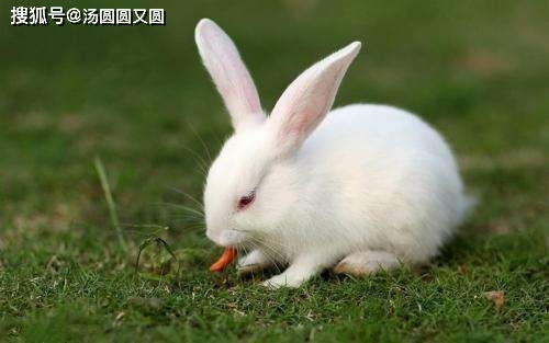 兔子腹泻怎么治