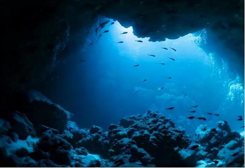 海洋深处究竟有什么 深海中的奇特生物,海底1万米处有新发现