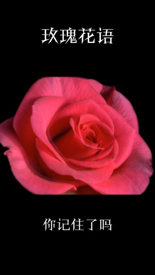 玫瑰花语 寓意 玫瑰花的真正含义