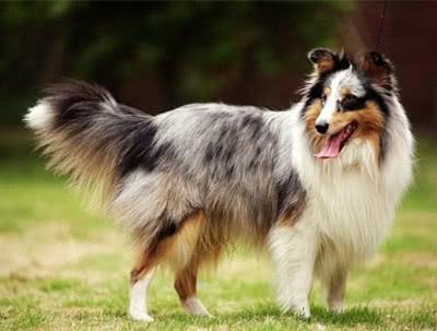 世界上最好看的狗,阿拉斯加排名第二,第一让人意想不到
