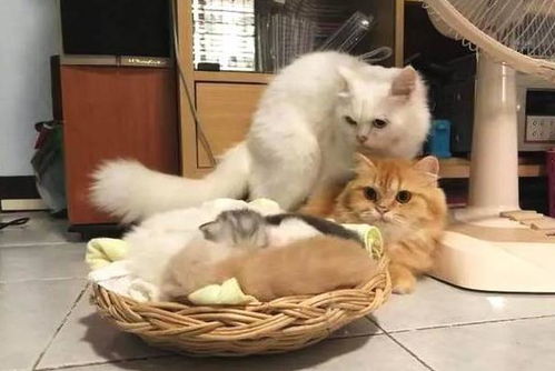 怀胎三月产下四只小猫崽, 竟然没有一只像自己的, 猫妈太忧桑了