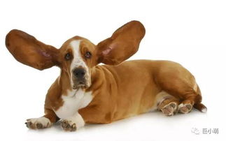 狗狗听力是人类16倍这误传是哪来的 