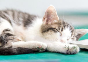 猫鼻支可以给猫睡地板吗