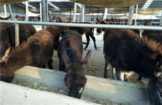 黑龙江大型肉驴养殖场 哈尔滨肉驴养殖行情分析