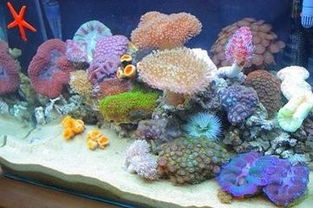 怎么养好珊瑚缸