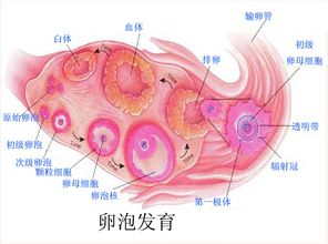 卵巢 搜狗百科 