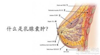 乳腺囊肿多大必须手术(乳腺囊肿多大需要手术治疗)