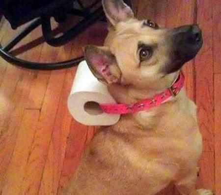 每日一笑 自从养了一条狗,再也不怕家里上厕所没纸了