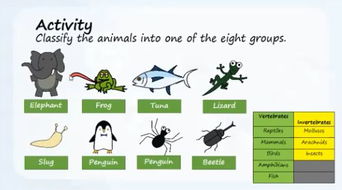 英国小学Year3年级科学课 Vertebrates and Invertebrates