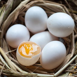 鸽子蛋孕妇，孕妇能吃鸽子蛋吗