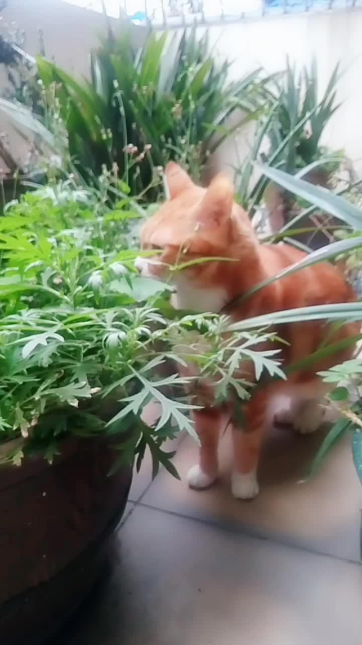 宠物成精 猫猫咪吖 