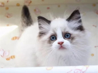 图 陕西西安猫舍直销布偶猫放心购买 西安宠物猫 