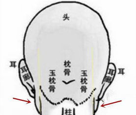 玉枕有肉有骨为之奇