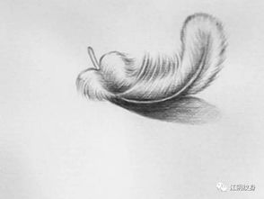 羽毛纹身手稿图 