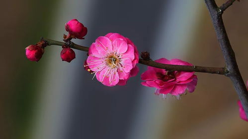 中国十大名花,你最喜欢哪一种呢