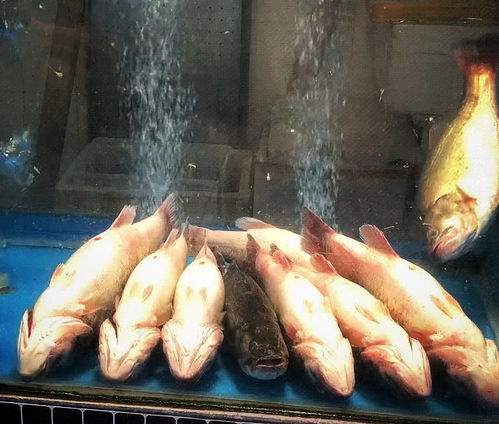 顾客去买鱼,一看鱼缸里的九条鱼,发现只有一条笨鱼 不会装死