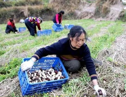 泰和县人民政府网 禾市丰垅 蘑菇书记 战贫记 