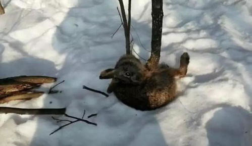 禁止捕杀和食用野生动物有什么好处