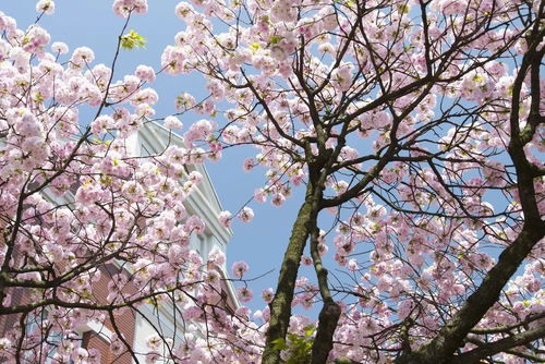 2019日本樱花花期预测 春暖花开,赏樱该提上日程啦