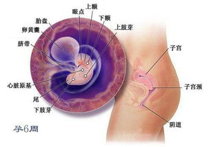 孕期胎儿40周发育全过程,原来宝宝是这样长大的