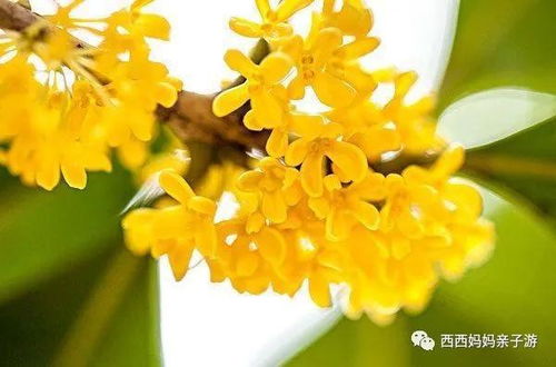 八月桂花遍地香 你知道北京哪些地方可以赏桂花吗