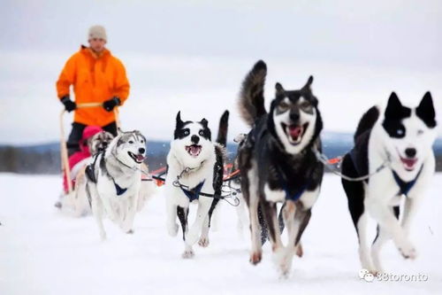 人欢狗跳,加拿大精彩激烈的狗拉雪橇大赛乐翻天