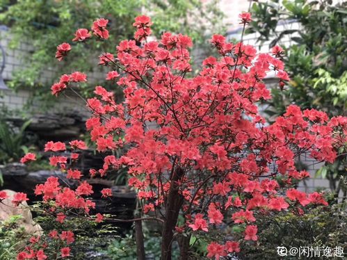 你在哪个城市,最适合养的花就是它