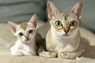 它们是新加坡的国宝,也是世界上体型最小的猫 