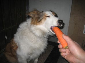 狗狗可以吃的蔬菜 狗狗能吃的蔬菜 狗狗可以吃什么蔬菜 