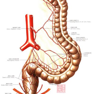 肠道的走向顺序图片(肠道的走向顺序图片左右图)