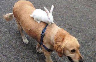 主人带回家一只兔子,金毛觉得自己 失宠 了,便偷吃兔子的蔬菜