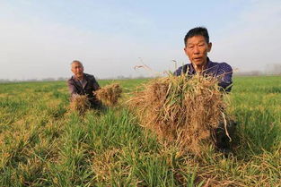 许昌3000多亩小麦枯死 系草甘膦药害所致