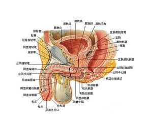 吸烟对生殖过程中环节的影响