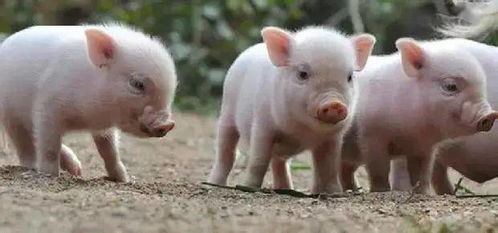 仔猪出生后存活率低的三大原因