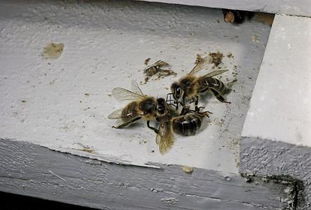 为什么新蜂箱蜜蜂放进去几分钟就开始死亡