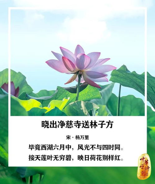 一个月份一朵花,快来看看你的生辰花