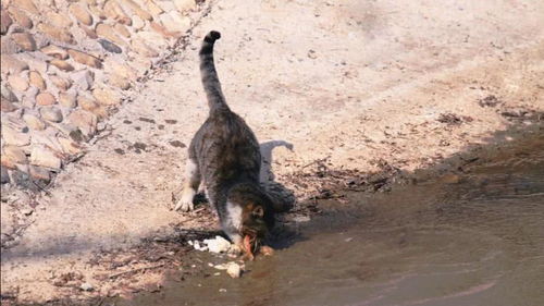 小猫不止喜欢吃鱼,在河边抓鱼也很拿手,真是一绝 