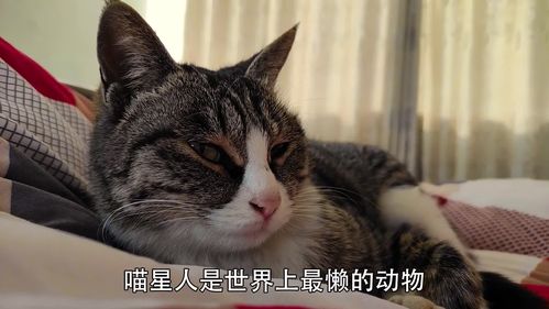 养了猫以后,我越来越好 色 